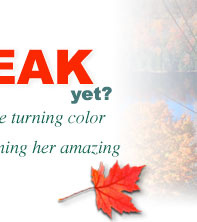fall foliage