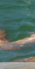 swimmer